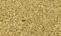 Lợi ích của gạo lứt